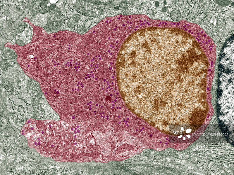 甲状腺滤泡旁细胞的TEM图像图片素材