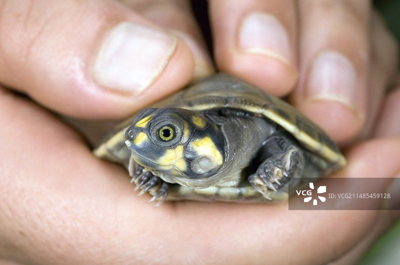 黄斑水龟幼体图片素材