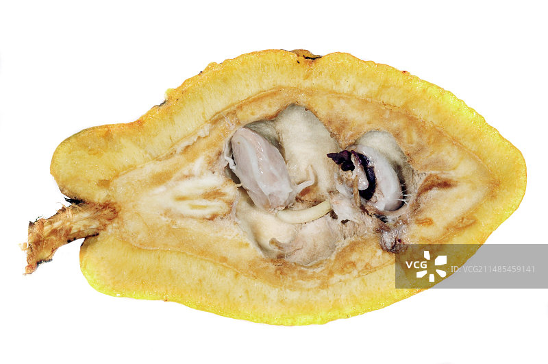 可可豆荚内部景象图片素材