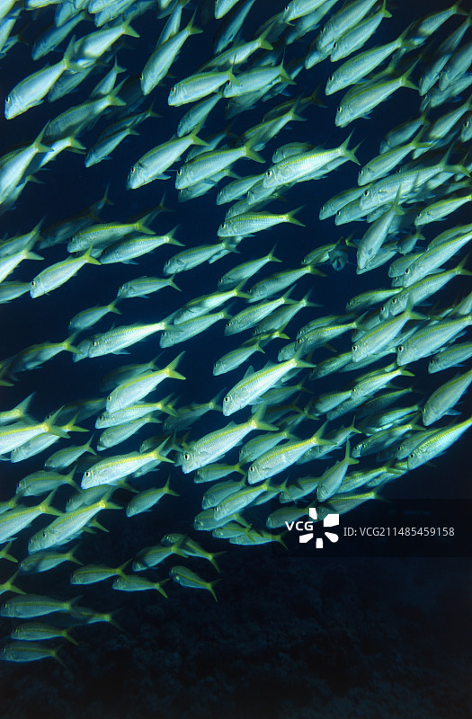 黄鳍海 goat鱼群图片素材