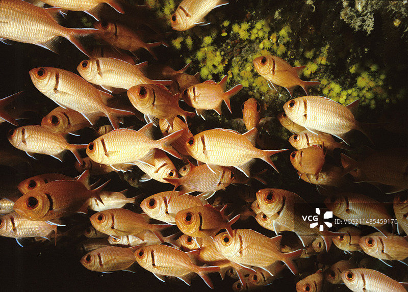 黑带金鳞鱼图片素材