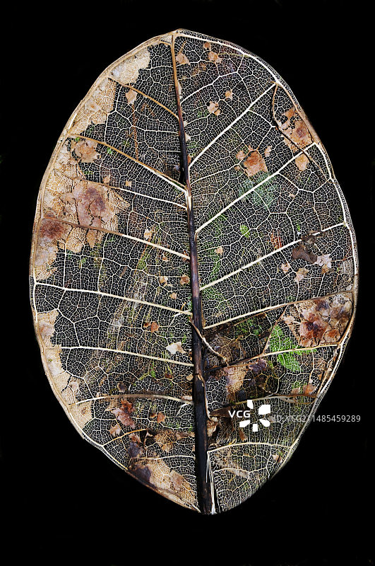 树叶骨架图片素材