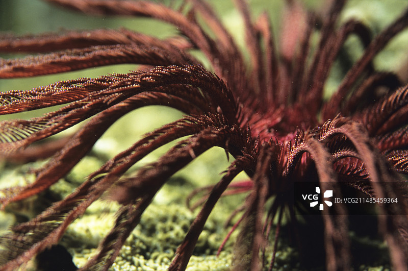 海百合图片素材