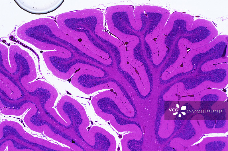 脑组织图片素材