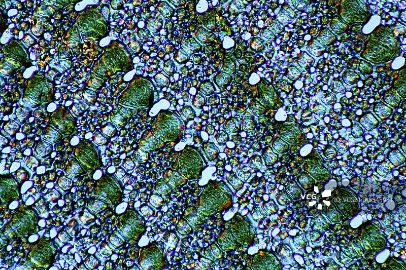 海胆棘横截面图片素材