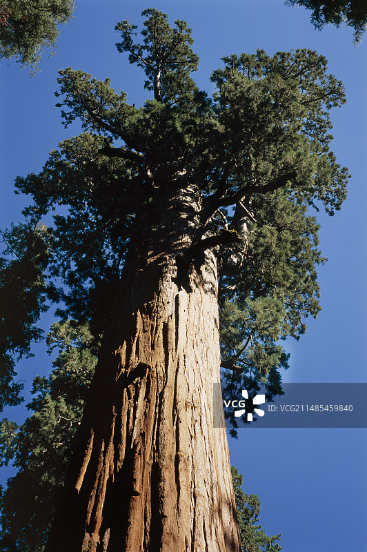 巨型红杉树图片素材