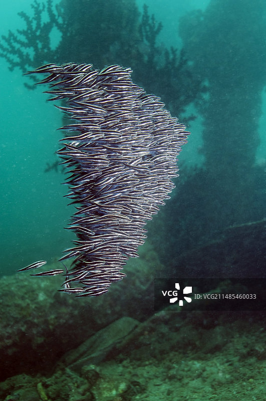 条纹鳗鲶图片素材