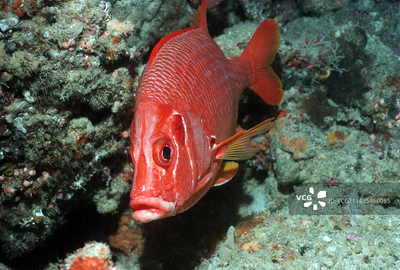 大松球鱼图片素材