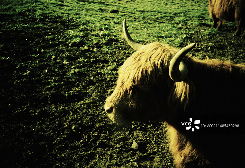 苏格兰高地奶牛图片素材
