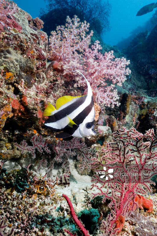 长鳍旗鱼图片素材