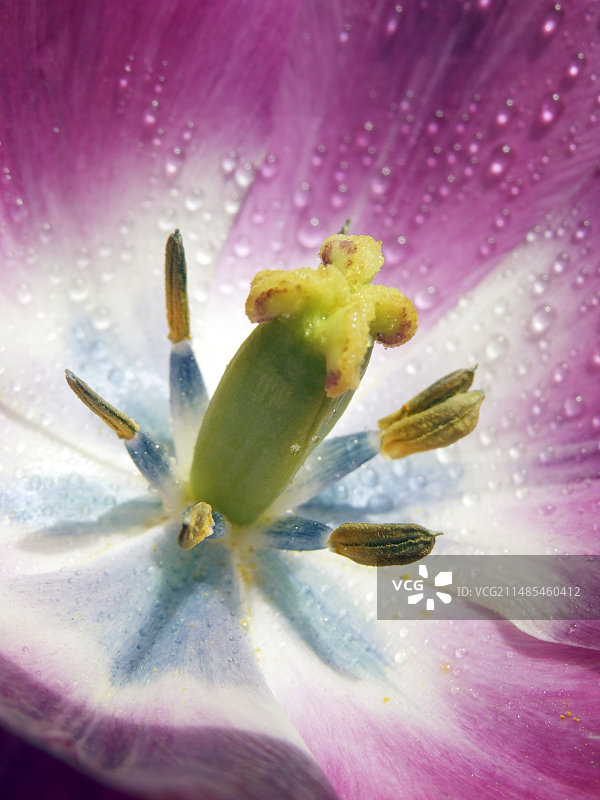 郁金香“夜之女王”图片素材