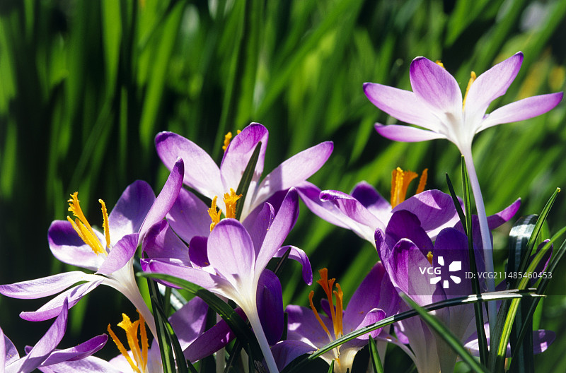 番红花图片素材