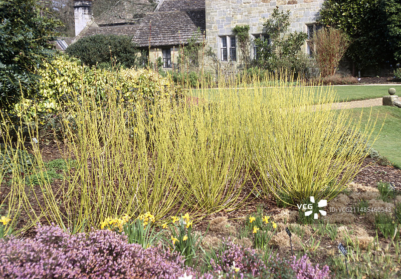 黄瑞木图片素材