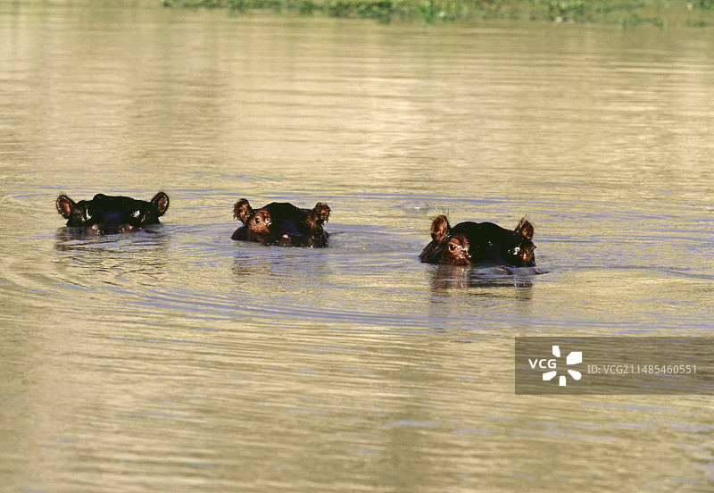 水中的河马图片素材