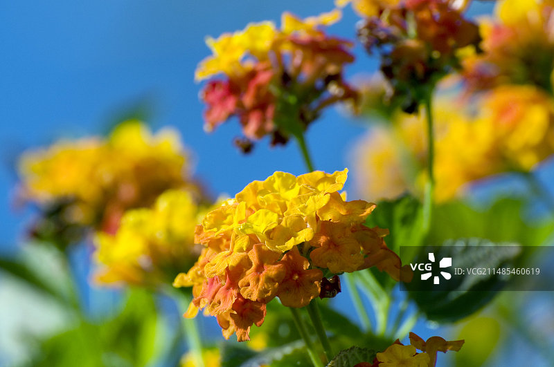 西班牙国旗（马缨丹）图片素材