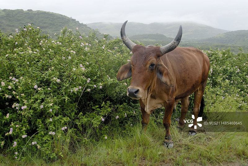 科萨长角牛图片素材