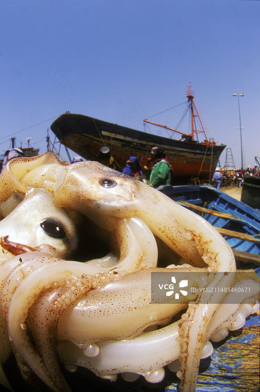 捕获的鱿鱼图片素材