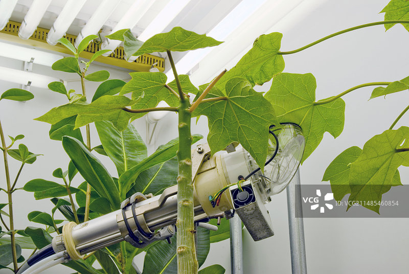 麻疯树植物研究图片素材