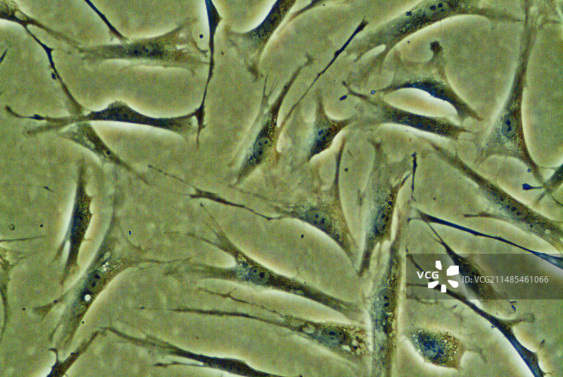 成纤维干细胞，光学显微照片图片素材