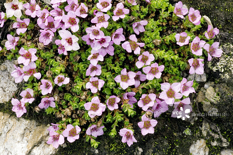 对生虎耳草图片素材