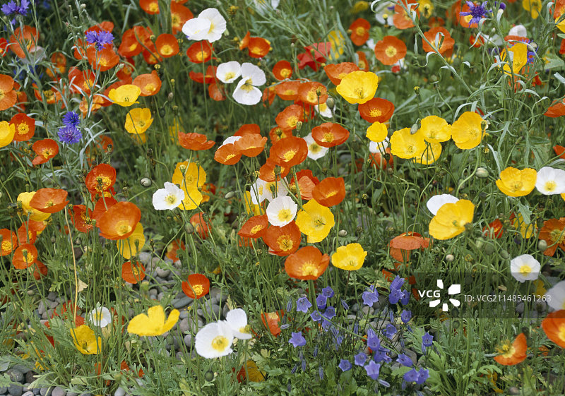 冰岛罂粟花(Papaver nudicaule)图片素材