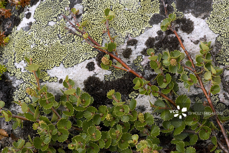 矮桦树图片素材