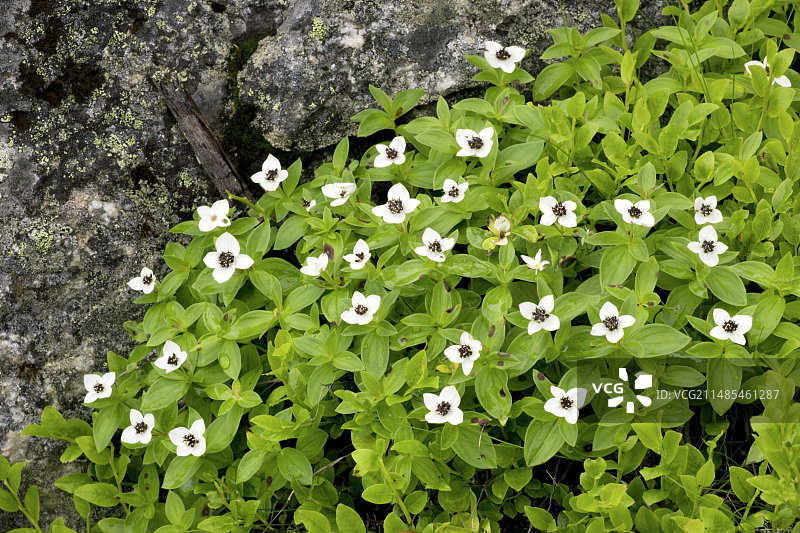 欧亚二花 Cornus suecica图片素材