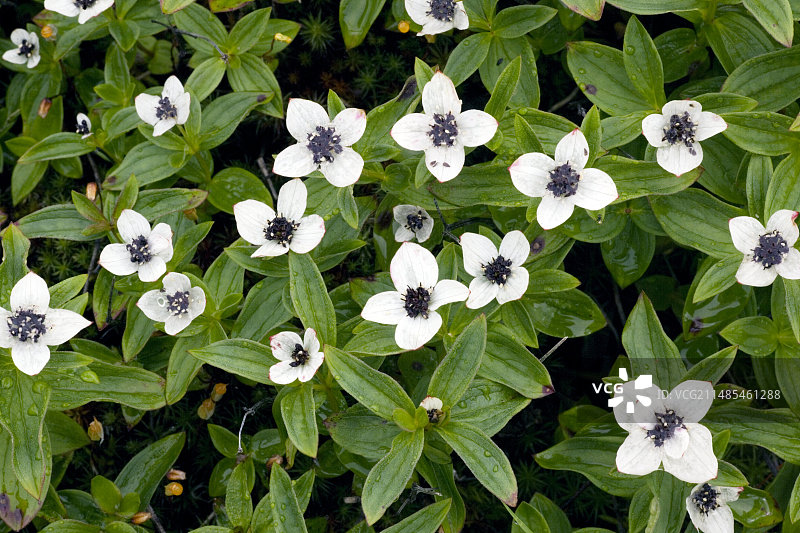 欧亚二花 Cornus suecica图片素材