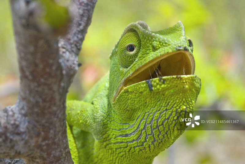 树上的瓣颈变色龙图片素材