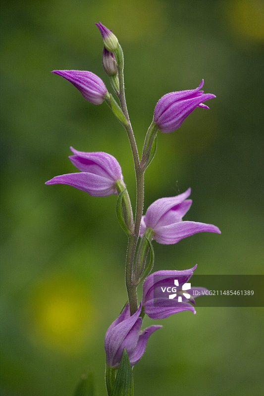 红花柱兰图片素材
