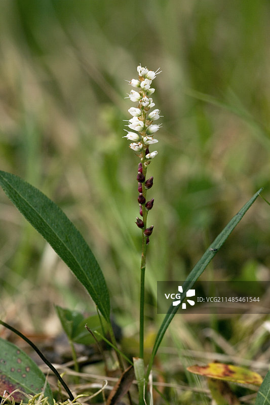 高山拳参图片素材
