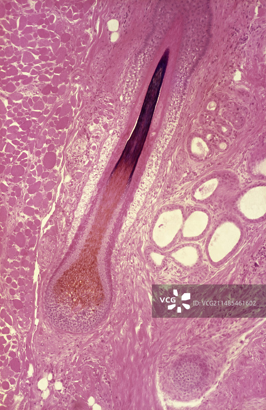 未萌出的头发显微照片图片素材