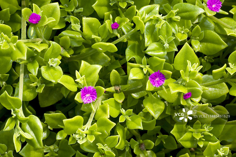 心叶冰叶日中花图片素材