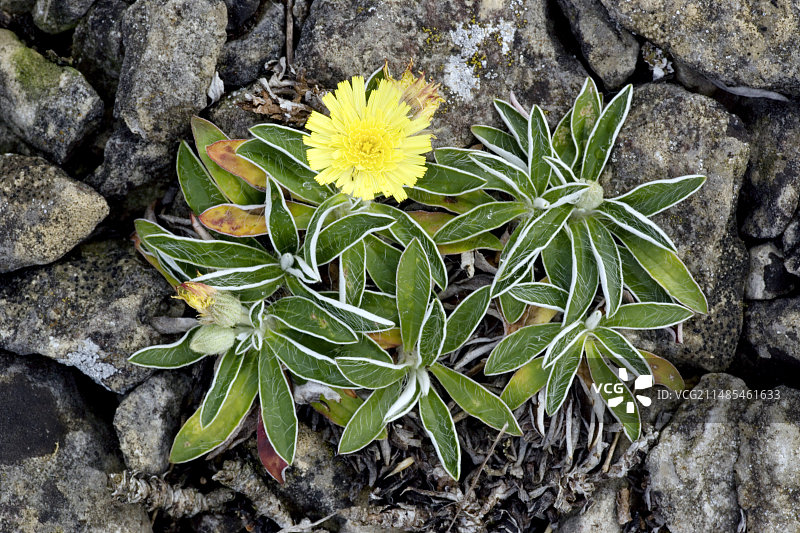 皮氏山柳菊图片素材
