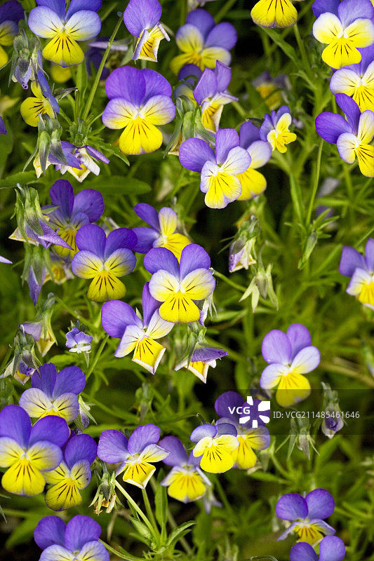 三色堇花图片素材