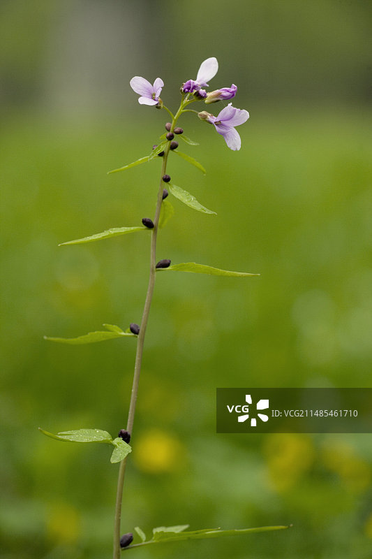 球果齿缘碎米荠图片素材
