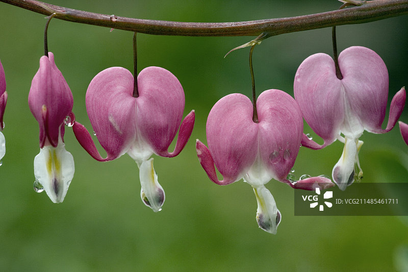 荷包牡丹（Dicentra formosa）图片素材