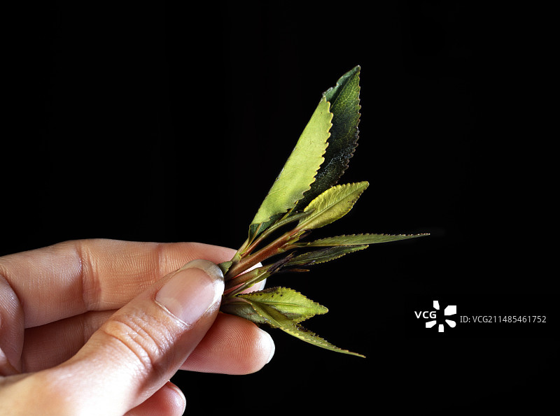 也门Qat叶图片素材