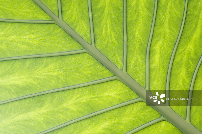 叶子的中脉和叶脉图片素材