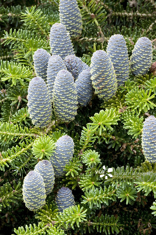 冷杉树图片素材