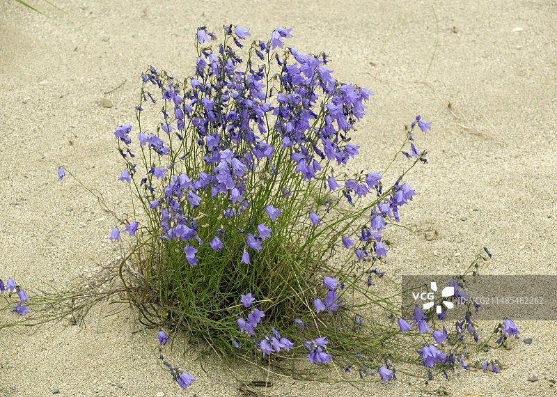 风铃草花图片素材
