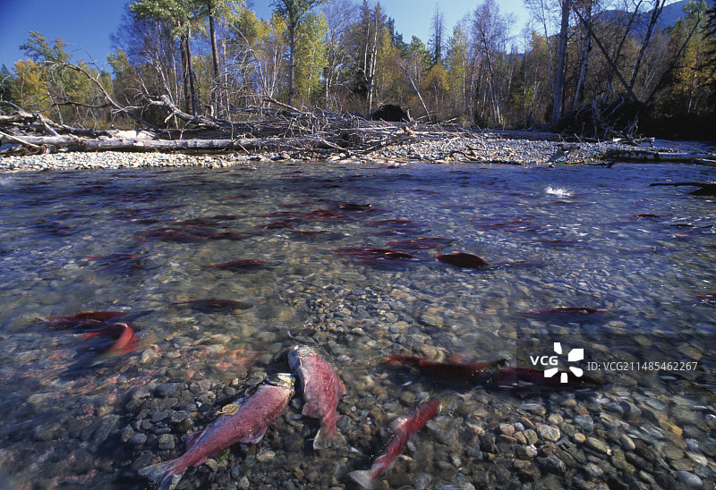 红鲑鱼产卵图片素材