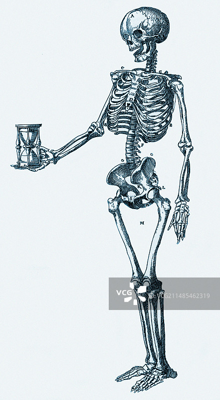 人类骨骼图片素材