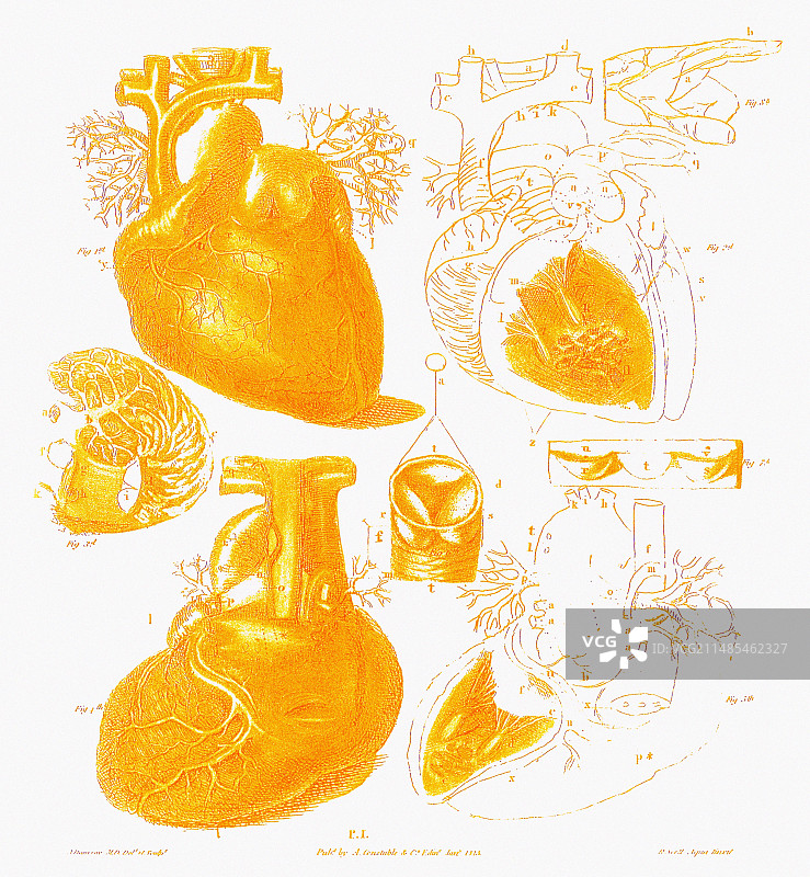 人类的心脏图片素材