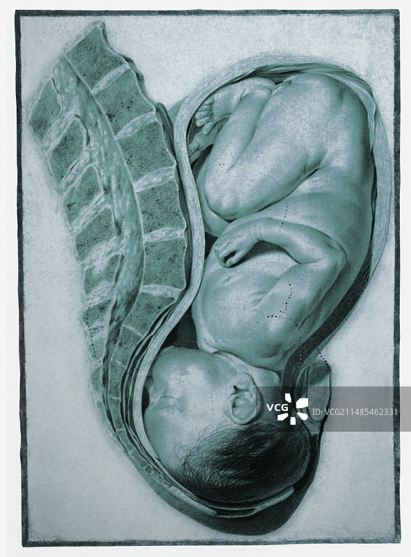 40周足月胎儿图片素材