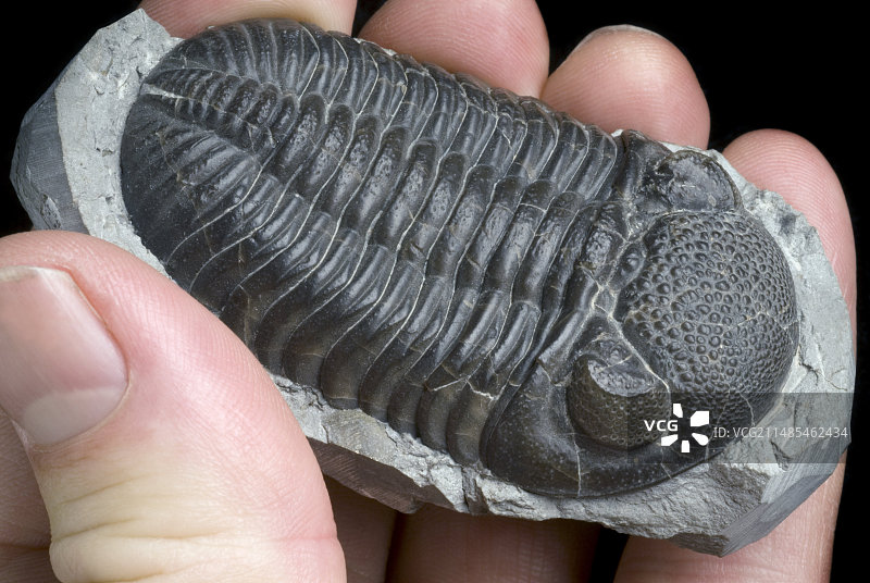 三叶虫化石图片素材