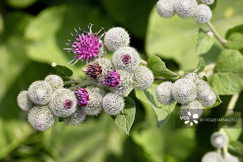 毛 burdock图片素材