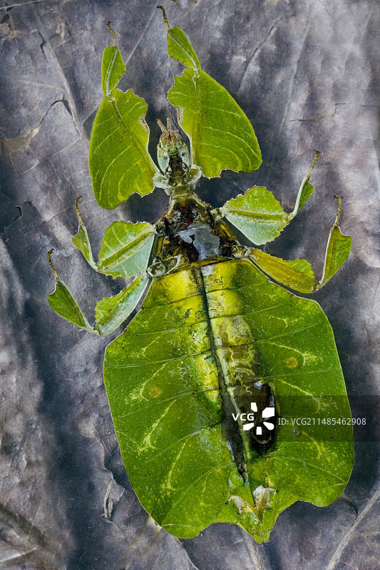 巨型叶 insect图片素材