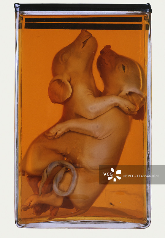 暹罗小猪图片素材