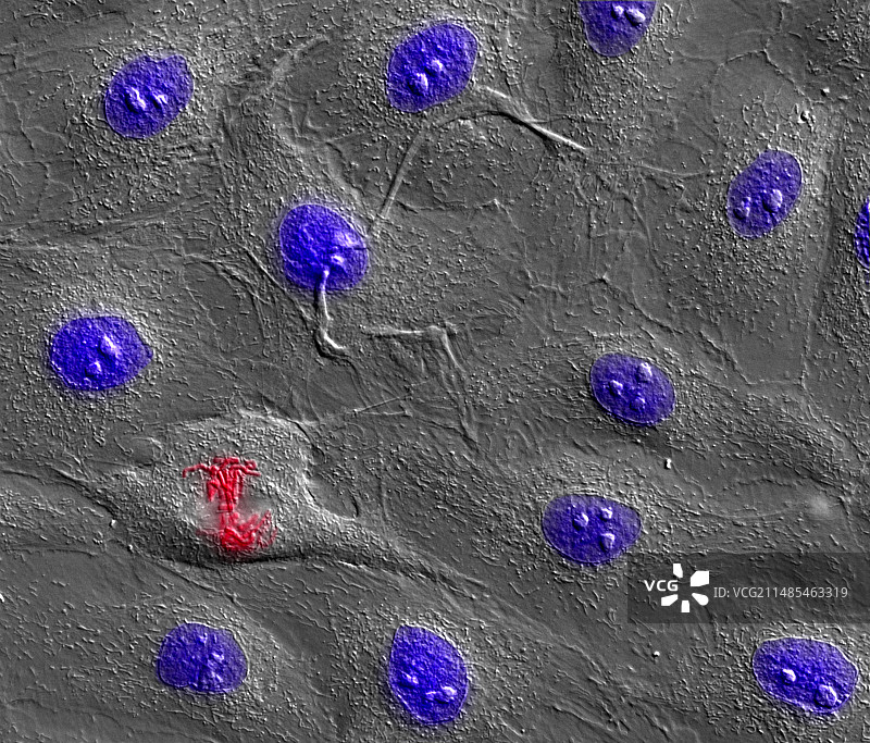 细胞分裂图片素材